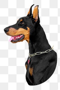 Doberman dog png sticker, transparent background