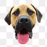 Brown dog head png sticker, transparent background 