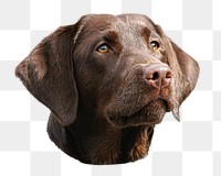 Labrador Retriever dog png sticker, pet animal, transparent background