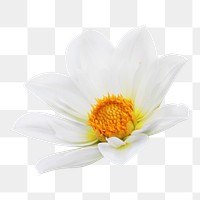 White daisy png flower sticker, transparent background 