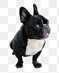 Bulldog puppy png sticker, pet animal, transparent background