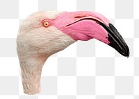 Flamingo head png bird sticker, transparent background