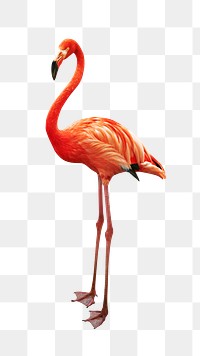 Flamingo bird png sticker, transparent background