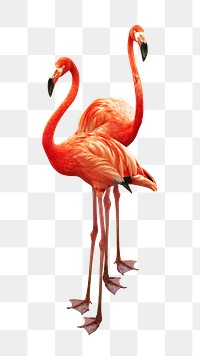 Flamingo couple png sticker, transparent background