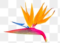 Bird of paradise png sticker, transparent background 