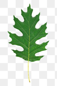 Leaf png sticker, transparent background 