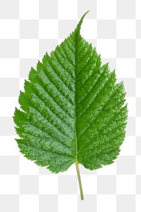 Green leaf png sticker, transparent background 