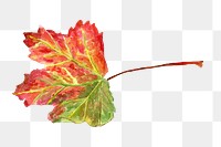 Maple leaf png sticker, transparent background 