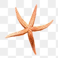 Orange starfish png sticker, transparent background