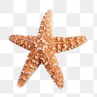 Starfish png sticker, transparent background 