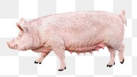 Pig png sticker, transparent background