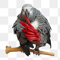 Grey parrot png sticker, transparent background