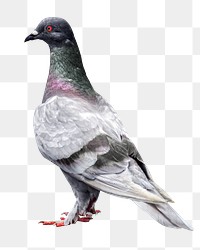 Pigeon bird png sticker, transparent background