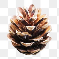 Pine cone png sticker, transparent background