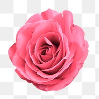 Pink rose png sticker, transparent background