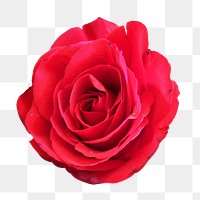 Red rose png sticker, transparent background