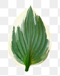 Png leaf sticker, transparent background