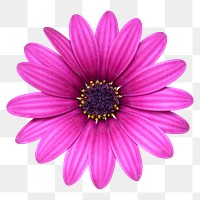 Cape marguerite flower png sticker, transparent background 