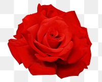 Red rose png sticker, transparent background