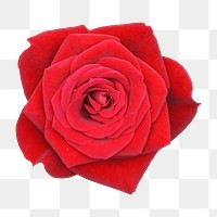 Red rose png sticker, transparent background