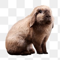 Brown rabbit png sticker, transparent background