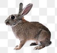 Rabbit png sticker, transparent background 