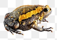 Frog animal png sticker, transparent background 