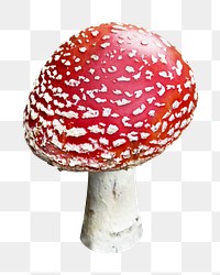 Red mushroom png sticker, transparent background 