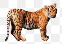 Tiger png sticker, wild animal, transparent background