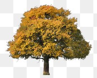 Autumn tree png sticker, transparent background 