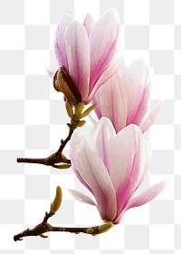 Magnolia flower png sticker, transparent background 