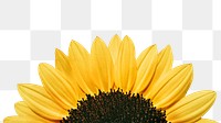 Sunflower png border sticker, flower on transparent background