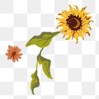 Aesthetic sunflower flower png sticker, transparent background