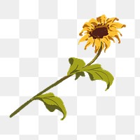 Aesthetic sunflower flower png sticker, transparent background