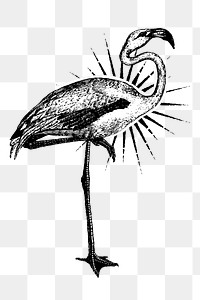 Vintage flamingo png drawing sticker, transparent background