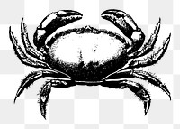 Vintage crab png drawing sticker, transparent background