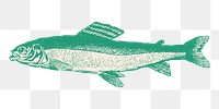 Grayling fish  png drawing sticker, transparent background