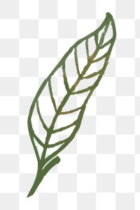 Green leaf png doodle botanical sticker, transparent background