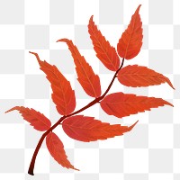 Fall leaf png autumn sticker, transparent background