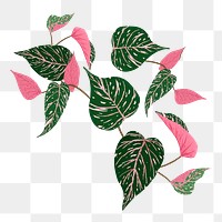 Pink Princess Philodendron png sticker, transparent background
