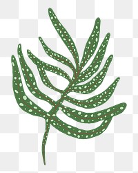 Fern leaf png sticker, transparent background