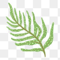 Fern leaf png sticker, transparent background