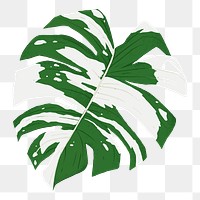 Monstera leaf png sticker, transparent background