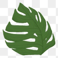 Monstera leaf png sticker, transparent background