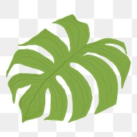 Monstera leaf png sticker, transparent background