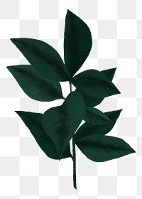 Leaf png sticker, transparent background