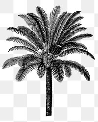 Vintage coconut tree png sticker, botanical illustration, transparent background