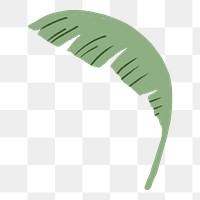 Banana leaf png sticker, botanical illustration, transparent background