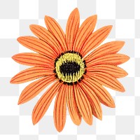 Orange Gerbera flower png sticker, transparent background