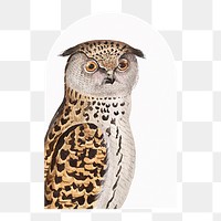Vintage owl bird png sticker, animal, transparent background